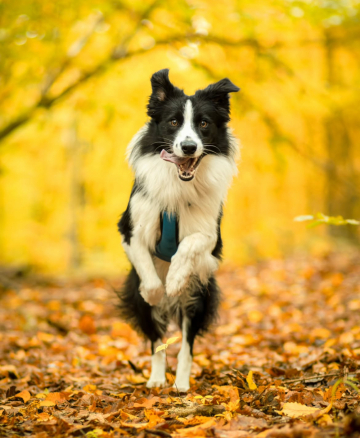 Juicy Potion Slavic Squad