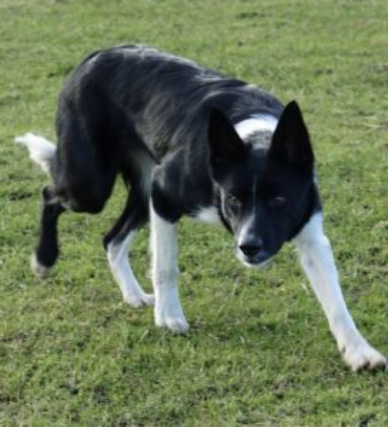 Whitemoorborders Matty