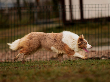 Zhasmin Zolotaya Devochka