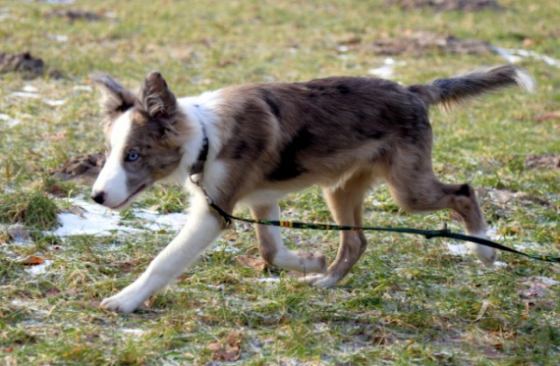 Bahati Coyote Still Run