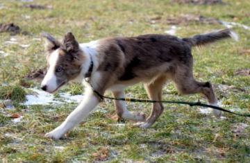 Bahati Coyote Still Run
