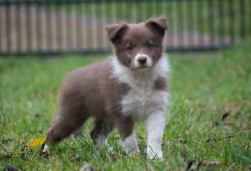 Venus Dream Natalaland