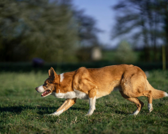 Robin Hood Border Song