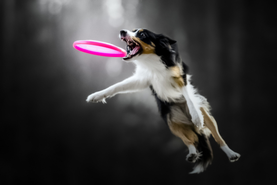 Like A Taste Of Destiny The Thrill of The Rush