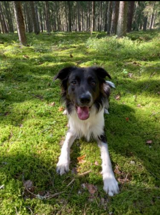 Active Chase Genius paw