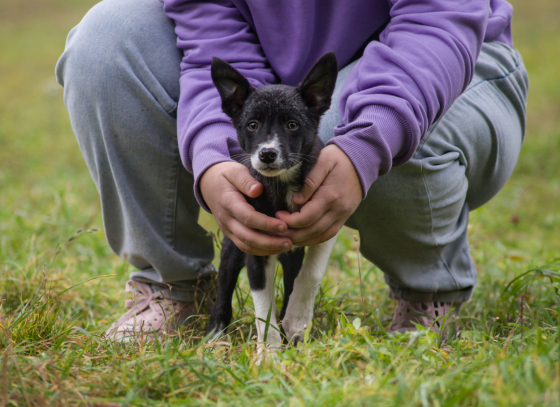 Lithia of Quantum Flux