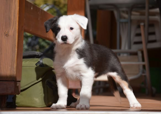 Fly from Belladivo Alfa