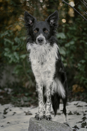 Italian Tortellini You Drive Me Insane