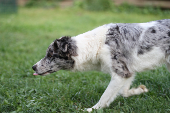 Yahoo Twist Pallada Pastoral