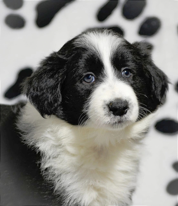 Amelie Romantic Girl  For Happiness