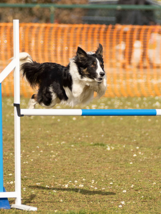 Telli Black Pepper Des Bordes De Jerloo