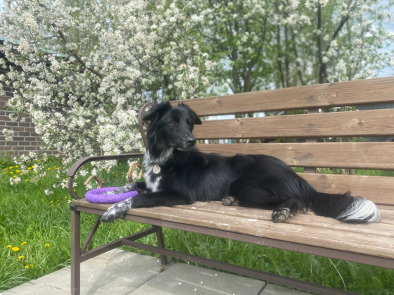 Real Midnight Arrow Abby