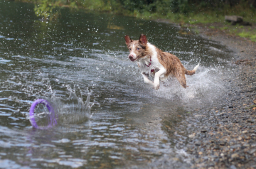 Shangri-La Golden Luck