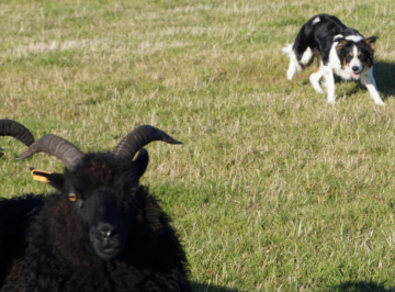 Floss