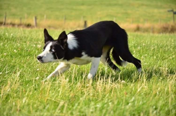 Hill Runner Tesla