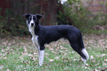 The Greatest Legacy Shepter