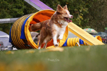 Here I'm Border Udgie