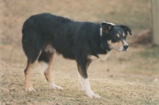 Roy