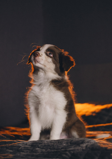 Boss Bespodobnoy Pobedy