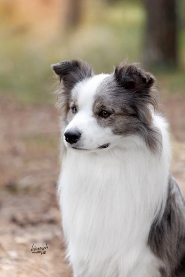 Seventy Seven Denji Aki