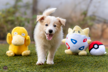 Cerulean Gym Leader