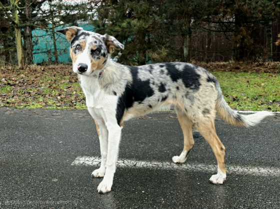 Tinktura LeGa ex Family Geluzee