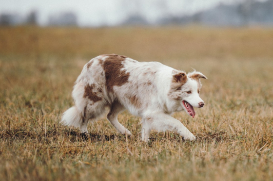 Esthetic Of The Blooming Lilac
