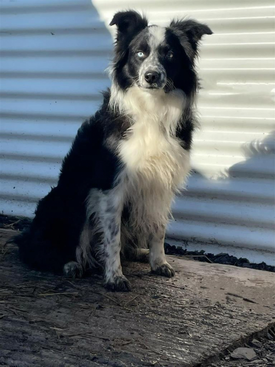 Tim
