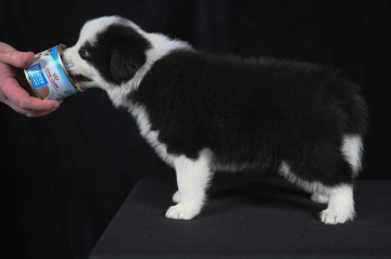 Victory Pride of My Life