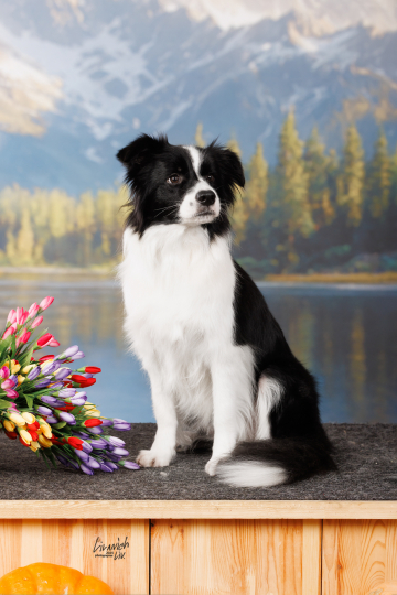 Key Project Blackberry Bun