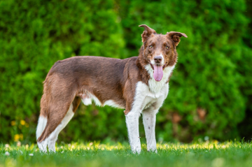 Never Never Land G' Red Rock