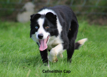 Cefneithin Cap