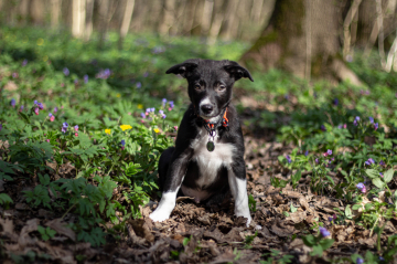 Rus Dendi Lot Reliable Falco