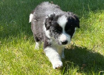 Banjo