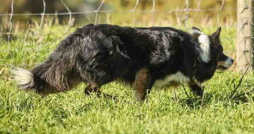 Tripple Maxfactor Of Ohutu