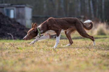 Nafani Yarnvidr Warrior Of Sun