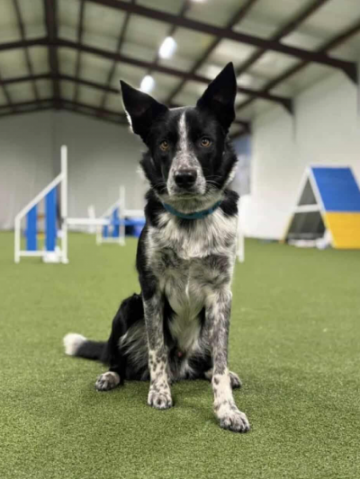 Wiz and Insanity Bazinga Ille