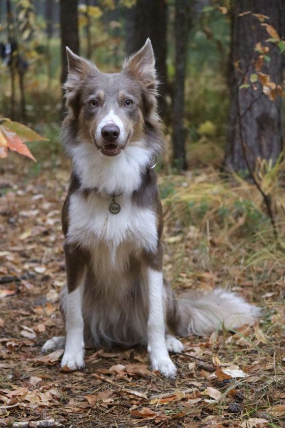 Flying Foxes Team Ashen Seeker