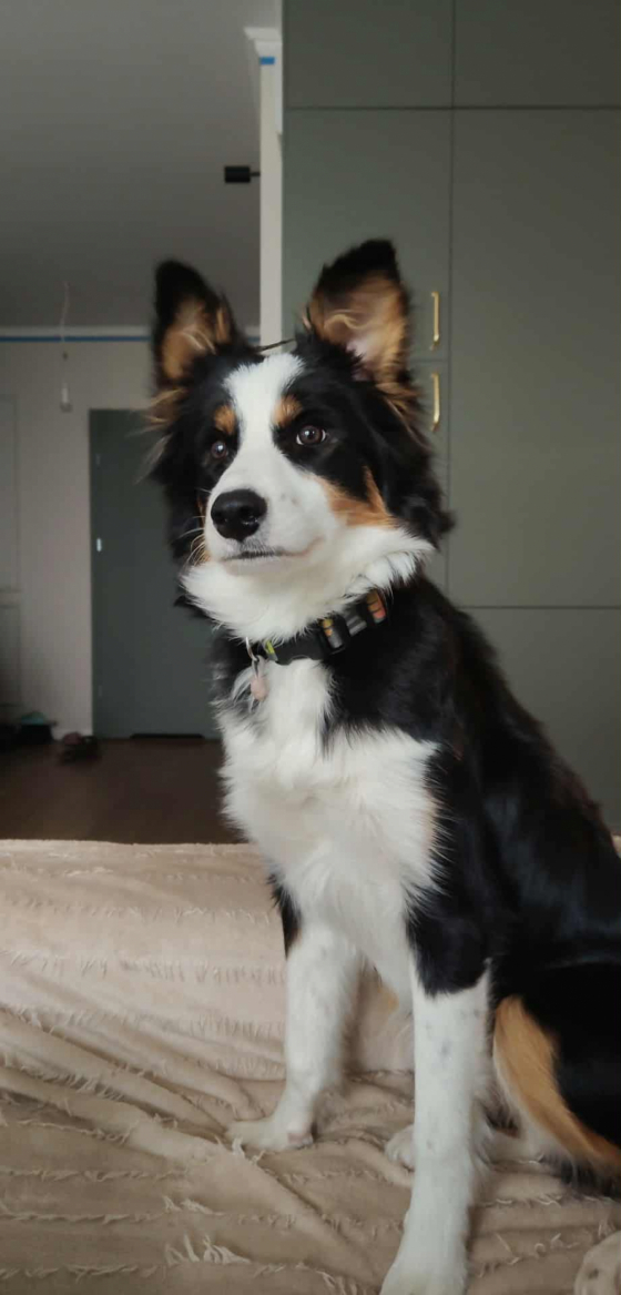 A' Night sparkle Borderowe Roztocze