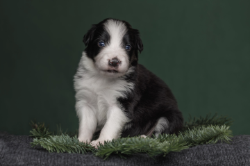 Song Of Ice And Fire