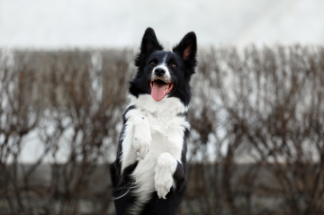 Arven Soul Of Rivendell