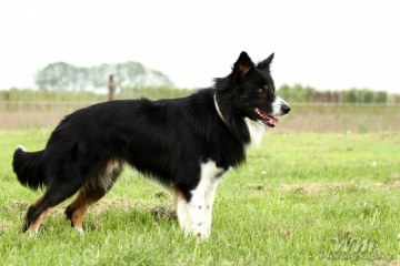 Sam