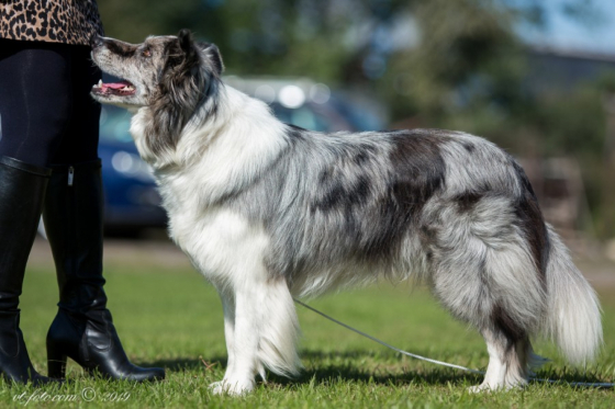 Demonic Cat z Cernobilych