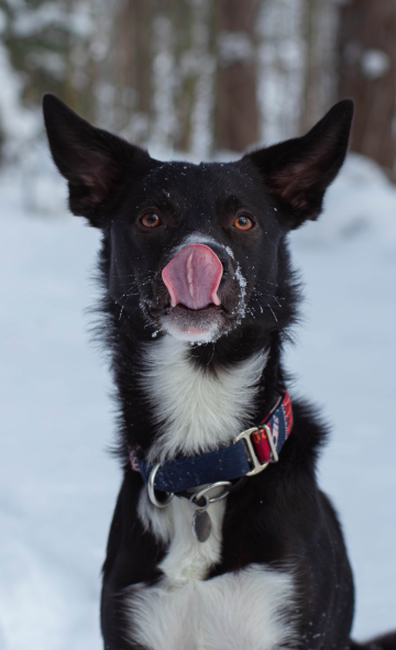 Rus Dendi Lot Reliable Falco