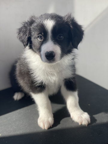 Brite Leon Ot Legendy Alana