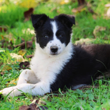 Arisu Au Royaume d'Une Nuit Etoilee