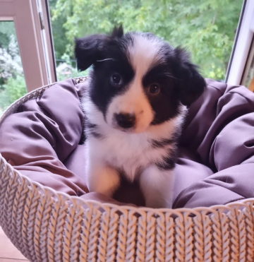 Atena Gorskie Bordery
