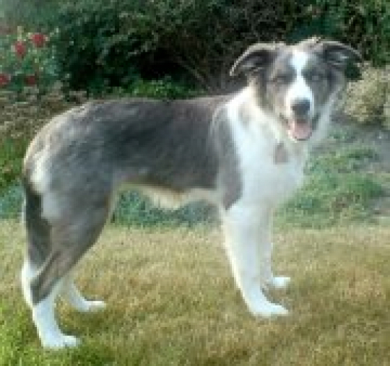 Marshonelle Silver Lining