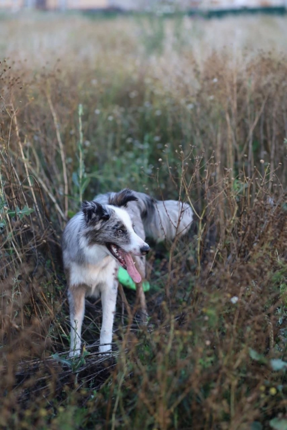 Altair The Brightest Conctelation