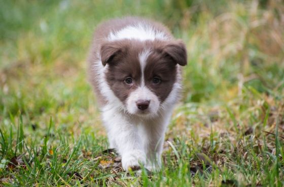 Viva Star Natalaland